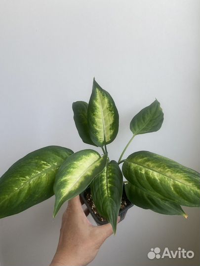 Диффенбахия Mars, Camilla