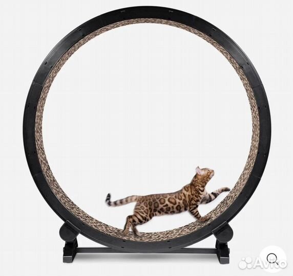 Беговое колесо для кошек. Америка