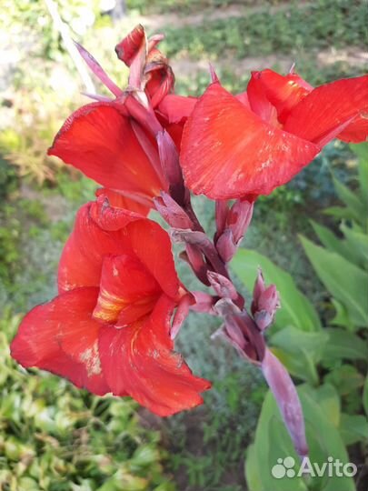 Цветы канны