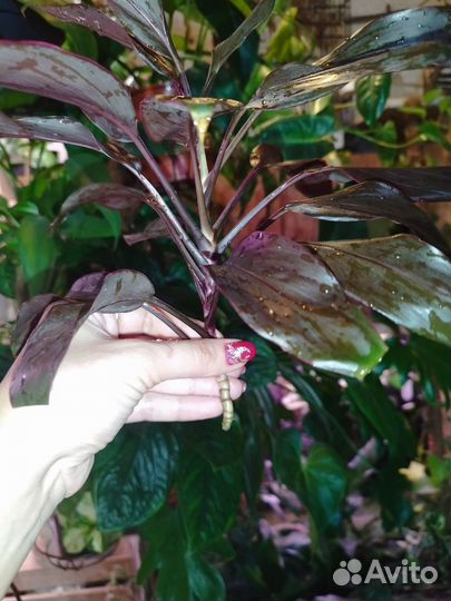 Кордилина Мамбо