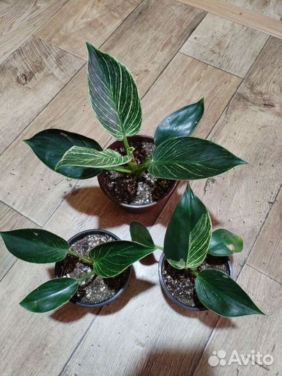 Филодендрон Биркин