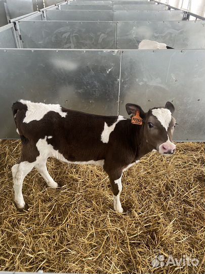 Телята бычки