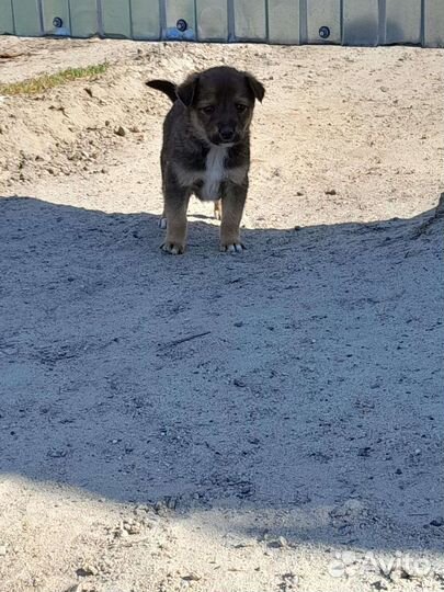 Щенки дворь