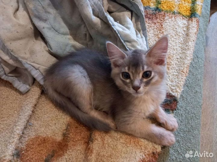 Кошка
