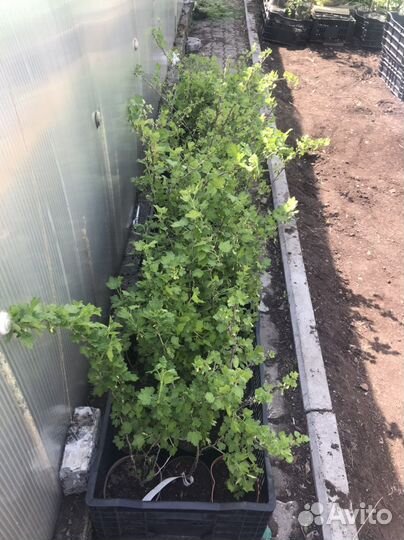 Смородина, крыжовник