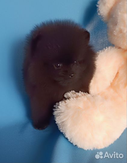 Померанский шпиц мини