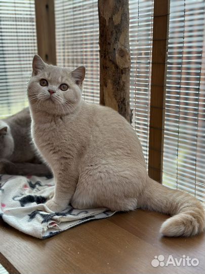 Кремовый котенок