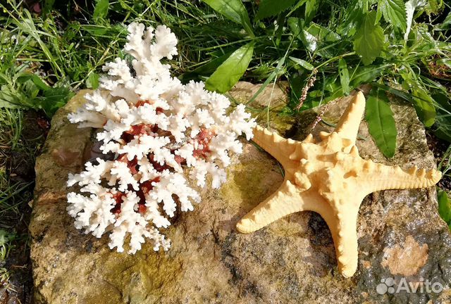 Морской коралл