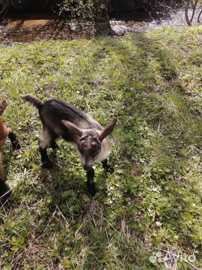 Альпийские козлята и козы