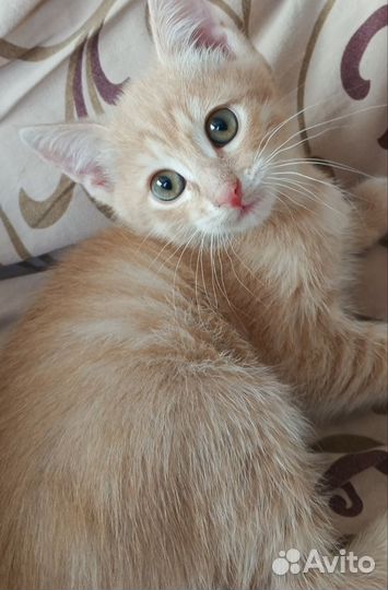 Отдадим в ответственные руки кошечку и котика