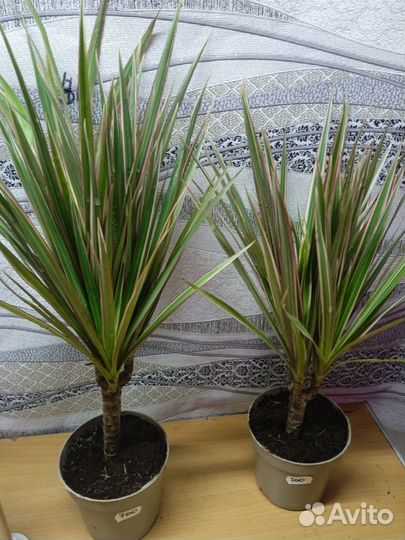 Драцена большая и маленькая