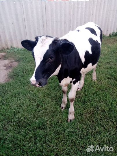 Тёлка 10 месяцев