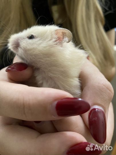 Сирийский хомяк малыш