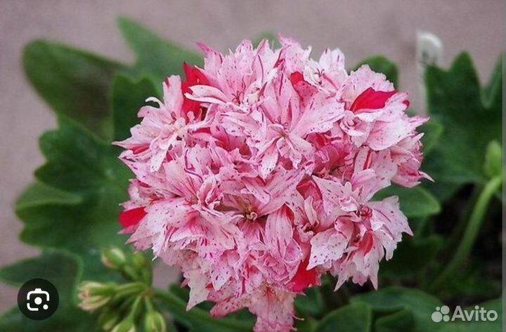 Пеларгония герань,множество современных сортов