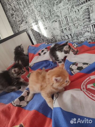 Котята в добрые руки бесплатно