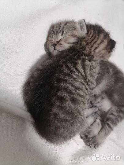 Британская кошка в дар