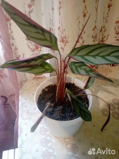 Комнатные цветы