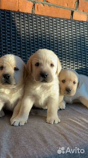 Щенки лабрадора