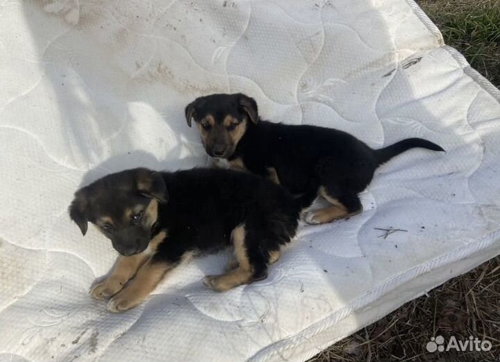 Щенок в добрые руки