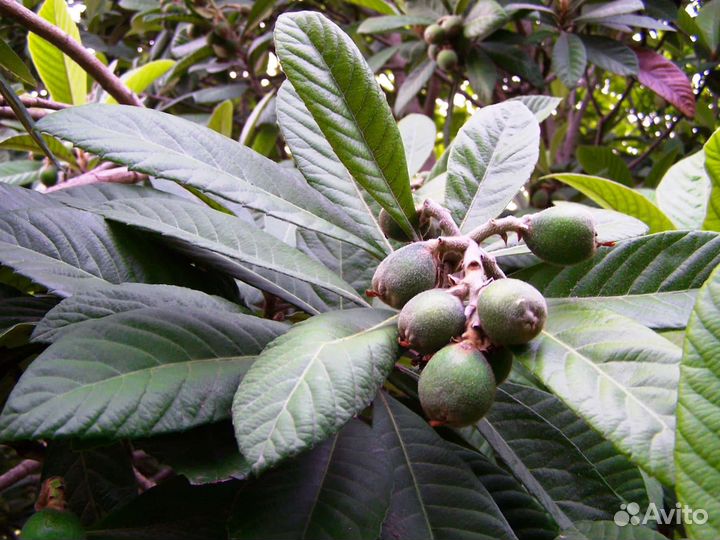 Мушмула японская - 20