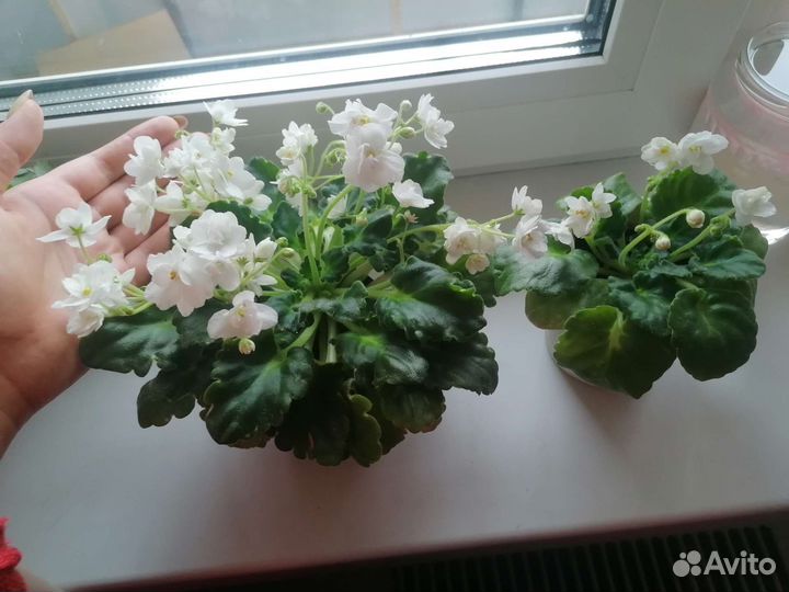 Фиалка белая молодая