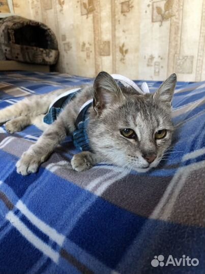 Кошка Алиса в добрые руки