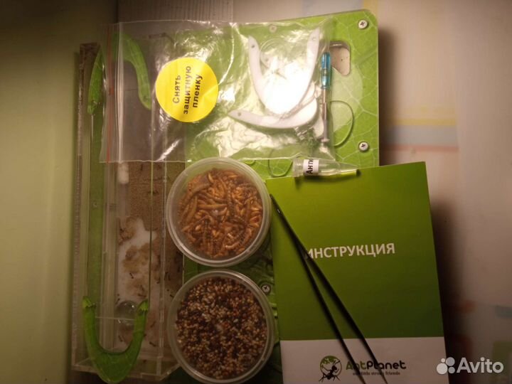 Муравьиная ферма