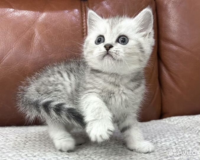 Плюшевпя Серебристая малышка Скоттиш страйт 3 мес