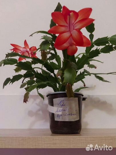 Декабрист (Шлюмбергера)