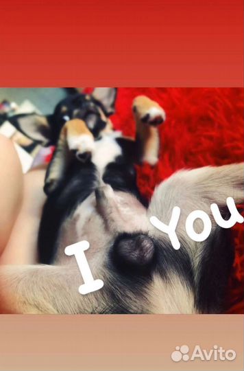 Вязка кобель чихуахуа