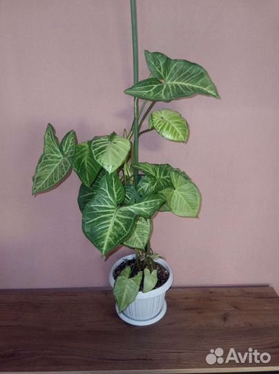 Комнатные растения