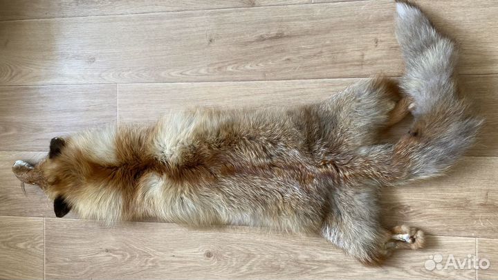 Цельная шкура лисы