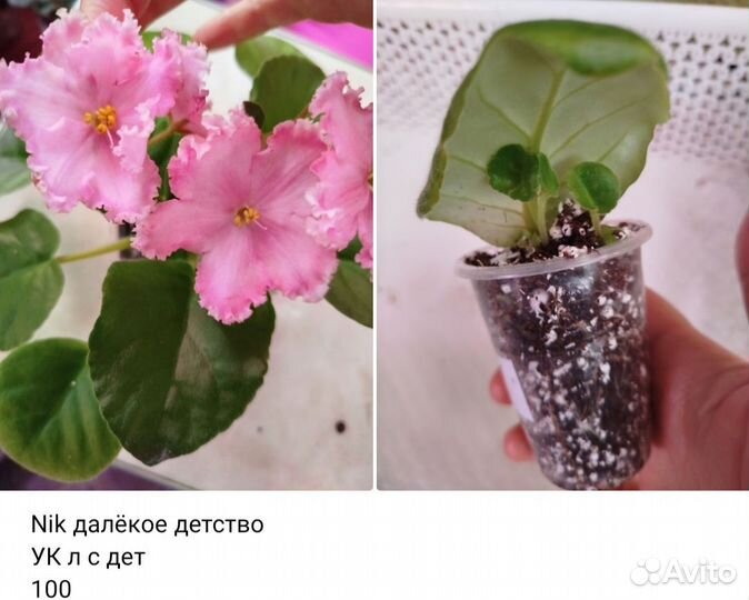 Фиалки стандарт ук черенки