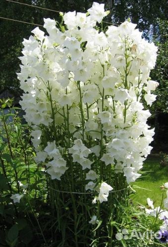 Колокольчик белый и лиловый посад. Материал