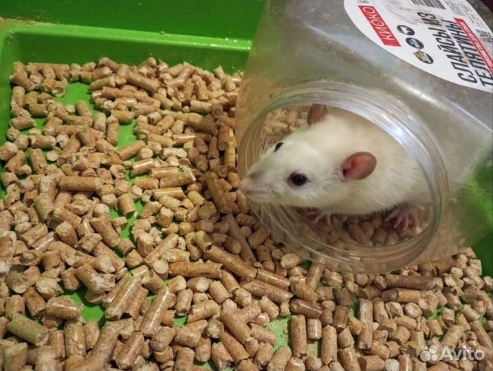 Крысы с клеткой