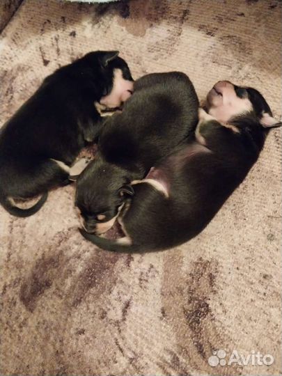 Мини той-терьер щенки