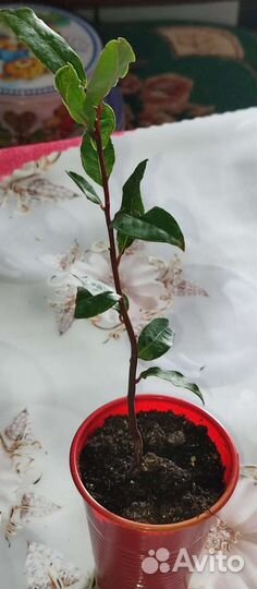 Лавровый лист один отросток