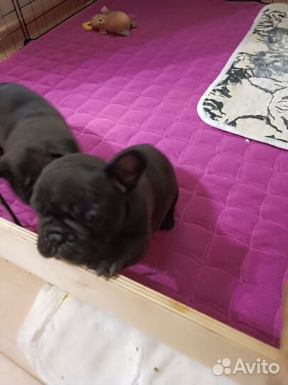 Французский бульдог