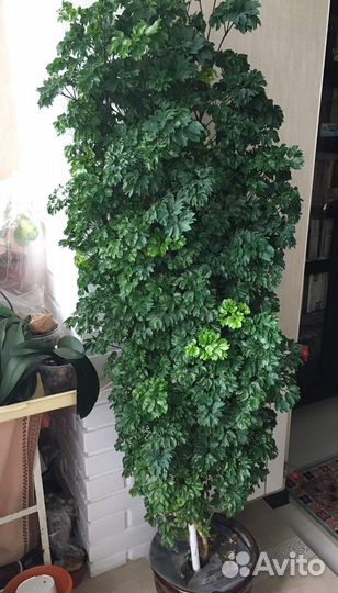 Комнатные растения. Полисциас