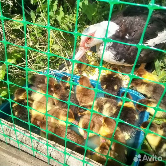 Утята индоутки