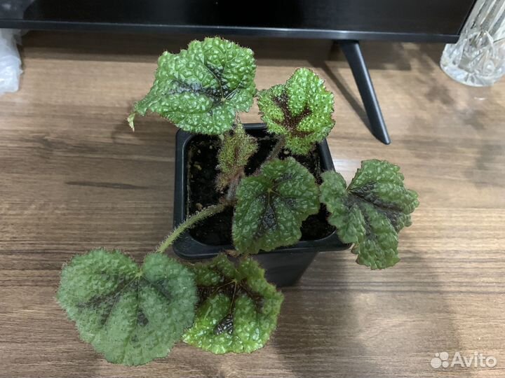 Бегония реск Мэсона