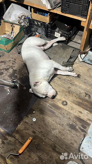 Питбуль вязка