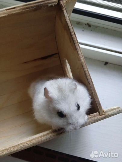 Джунгарский хомяк с клеткой