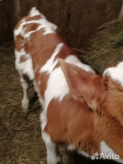 Домашние бычки отпоенные и на молоко