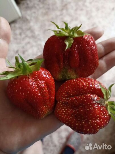 Рассада клубники