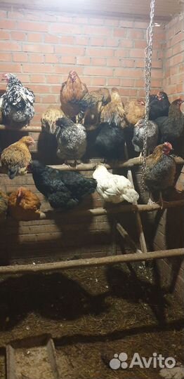 Куры несушки и Петухи домашние
