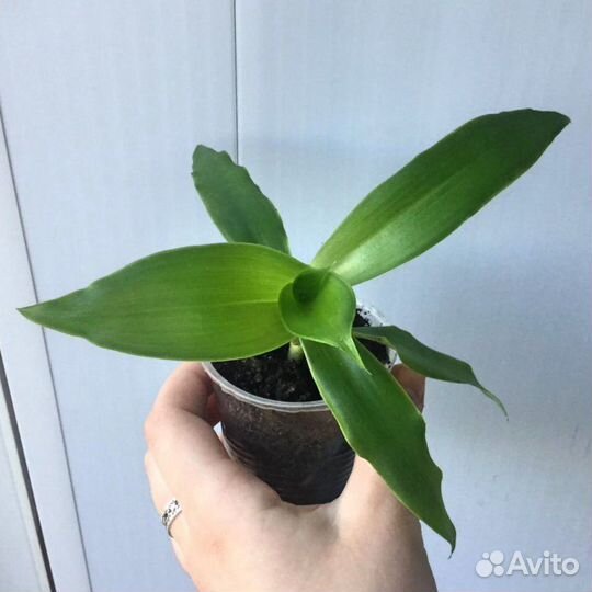 Золотой ус - Коллизия душистая