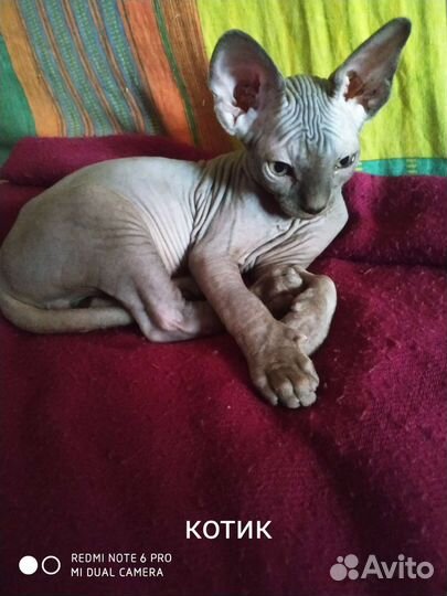 Канадский сфинкс