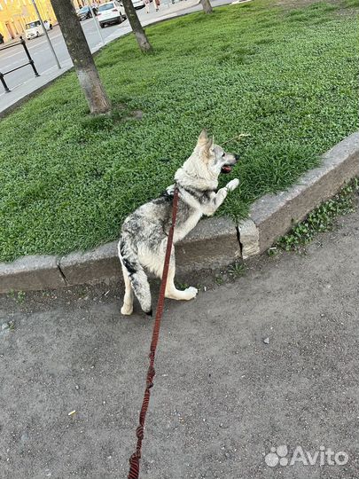 Услуги кинолога с выездом