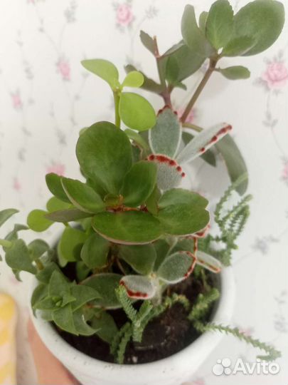 Суккуленты, комнатное растения